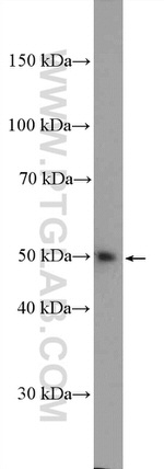 LSM11 Antibody in Western Blot (WB)