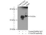 C14orf28 Antibody in Immunoprecipitation (IP)