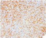 SERBP1/PAI-RBP1 Antibody in Immunohistochemistry (Paraffin) (IHC (P))