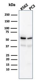 SERBP1/PAI-RBP1 Antibody in Western Blot (WB)