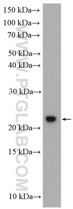 C1orf86 Antibody in Western Blot (WB)