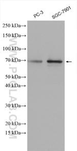 DUB3 Antibody in Western Blot (WB)