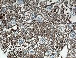 NBCe2 Antibody in Immunohistochemistry (Paraffin) (IHC (P))