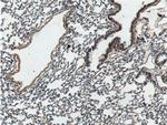 Vegfa Antibody in Immunohistochemistry (Paraffin) (IHC (P))