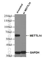 METTL14 Antibody in Western Blot (WB)