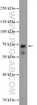 NCAPH2 Antibody in Western Blot (WB)