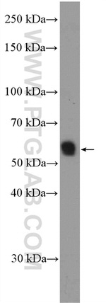 NCAPH2 Antibody in Western Blot (WB)