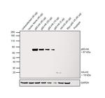 HA Tag Antibody in Western Blot (WB)