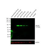 HA Tag Antibody in Western Blot (WB)