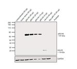 HA Tag Antibody in Western Blot (WB)