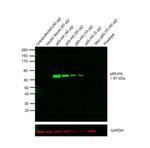 HA Tag Antibody in Western Blot (WB)