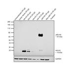 HA Tag Antibody in Western Blot (WB)