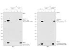 HA Tag Antibody in Immunoprecipitation (IP)