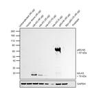 HA Tag Antibody in Western Blot (WB)