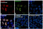 HA Tag Antibody in Immunocytochemistry (ICC/IF)