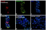 HA Tag Antibody in Immunocytochemistry (ICC/IF)