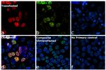 HA Tag Antibody in Immunocytochemistry (ICC/IF)