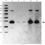 HA Tag Antibody in Western Blot (WB)