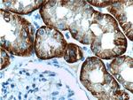 NaDC3 Antibody in Immunohistochemistry (Paraffin) (IHC (P))