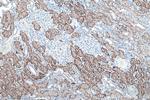 NaDC3 Antibody in Immunohistochemistry (Paraffin) (IHC (P))