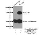 NaDC3 Antibody in Immunoprecipitation (IP)