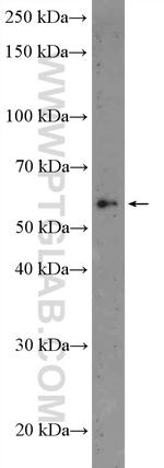 GLDN Antibody in Western Blot (WB)