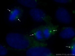 gamma tubulin Antibody in Immunocytochemistry (ICC/IF)