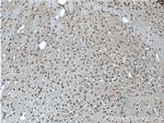 GLP1R Antibody in Immunohistochemistry (Paraffin) (IHC (P))