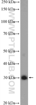 Unc119b Antibody in Western Blot (WB)