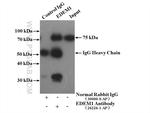 EDEM1 Antibody in Immunoprecipitation (IP)