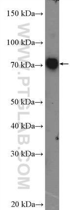 EDEM1 Antibody in Western Blot (WB)