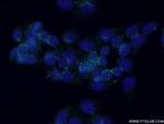 PPAPDC2 Antibody in Immunocytochemistry (ICC/IF)