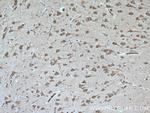 FGF13 Antibody in Immunohistochemistry (Paraffin) (IHC (P))