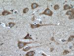 FGF13 Antibody in Immunohistochemistry (Paraffin) (IHC (P))