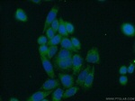 WNT10A Antibody in Immunocytochemistry (ICC/IF)