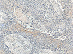 WNT10A Antibody in Immunohistochemistry (Paraffin) (IHC (P))