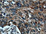 WNT10A Antibody in Immunohistochemistry (Paraffin) (IHC (P))