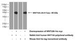 WNT10A Antibody in Western Blot (WB)