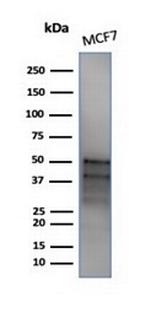 GATA-3 (Breast and Urothelial Marker) Antibody in Western Blot (WB)