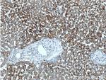 TAOK1 Antibody in Immunohistochemistry (Paraffin) (IHC (P))