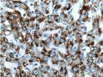 TAOK1 Antibody in Immunohistochemistry (Paraffin) (IHC (P))