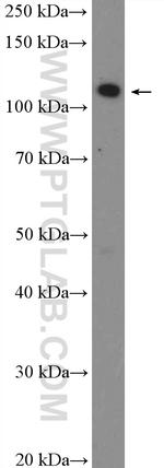 TAOK1 Antibody in Western Blot (WB)