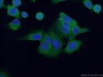 PUM1 Antibody in Immunocytochemistry (ICC/IF)