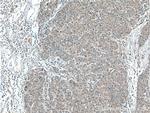 CCM2 Antibody in Immunohistochemistry (Paraffin) (IHC (P))