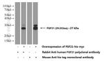 FGF21 Antibody in Western Blot (WB)