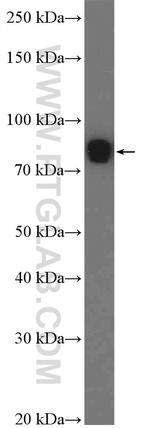 L3MBTL4 Antibody in Western Blot (WB)