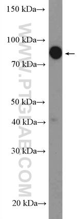 ZBTB1 Antibody in Western Blot (WB)