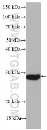 YRDC Antibody in Western Blot (WB)