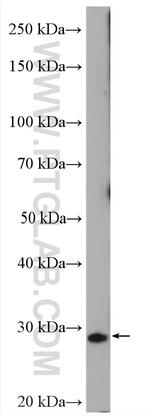 YRDC Antibody in Western Blot (WB)