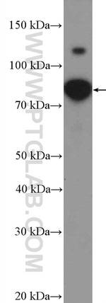 CCDC21 Antibody in Western Blot (WB)